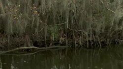 Dead white branches hang from mangroves in a swamp. Stock Footage