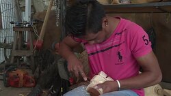 CLEAN : Mexico's alebrijes: colorful dreams handcrafted in Oaxaca News Clip