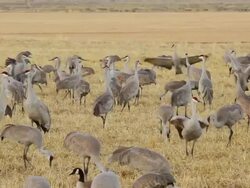 MS Greater sandhill cranes jumping and fighting in field / Monte Vista, Colorado, United States Stock Footage
