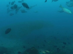 MS TS Shot of School of surgeonfish and butterfly fish swimming in open water and large school of juvenile slender sweepers swimming / Matola, Maputo, Mozambique Stock Footage