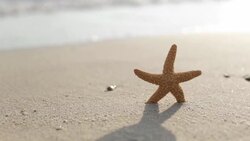Starfish in sand Stock Footage