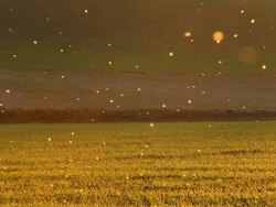 Magical light of summer Stock Footage