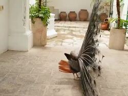 Peacock opens his tail Stock Footage