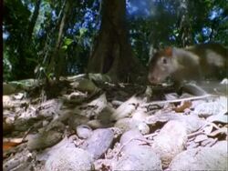 Agouti, CU agouti picks up Dipteryx fruit from pile on forest floor and eats it, Panama Stock Footage