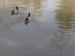Two Mallard ducks swimming Stock Footage