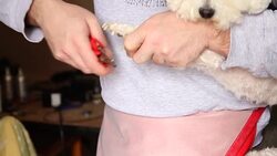 Dog grooming Grinding dogs nails Stock Footage