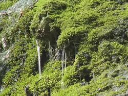 HD Water and moss Stock Footage