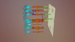 TED-Ed: Could a blind eye regenerate? - David Davila Instructional Video