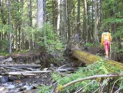 Little Girl walking across log bridge in forest Stock Footage