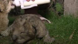 Lion cubs born in Gaza Strip News Clip