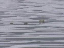 Polar Bear and her cubs in the Arctic News Clip