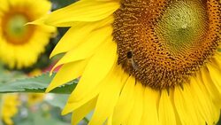 bee on sunflower Stock Footage