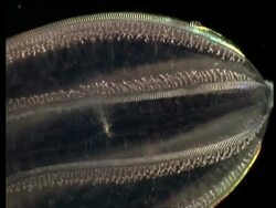 BCU Phosphorescing combs of comb jelly Stock Footage