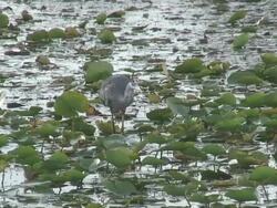 Walking heron 4  1080/60i Stock Footage