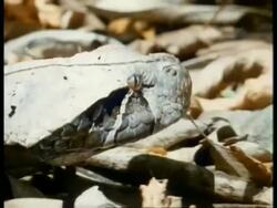CU side view of Gaboon viper, Bitis gabonica, head moves over leaf litter, Africa Stock Footage