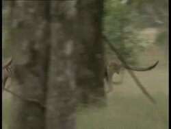 MS Track left as group of Red kangaroos bound through woodland/bush Stock Footage