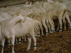 Dairy farm Stock Footage