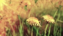 windy dandelion in spring time Stock Footage