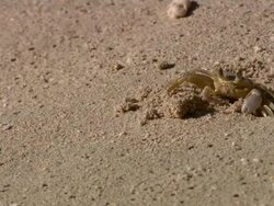 MS Crabs on the sand beach / Brightown, Barbados Stock Footage