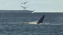 VOICED : Patagonia ballenatos en peligro News Clip