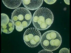 CU microscopic view of Volvox, colonial protists Stock Footage