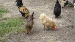 Three Hens and a Rooster Scratch Feeding on an Organic Farm Stock Footage