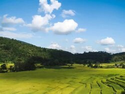 Blue sky on rice field Stock Footage