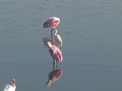 Spoonbills Preening Stock Footage