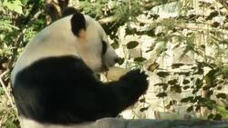 US zoo: Liver problem to blame for panda cub death News Clip