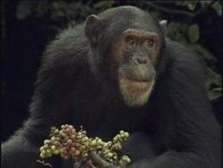 MS, Chimpanzee (Pan troglodytes) eating fruits, Gombe Stream National Park, Tanzania Stock Footage