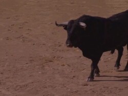 WS PAN Bullfighting Bull charges repeatedly /Ronda, Spain  Stock Footage