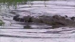 A submerged crocodile attacks prey near seagrass in a Florida swamp. Stock Footage