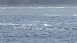 CLEAN : Cold waters for Olympic marathon swimming test event News Clip