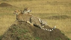 Cheetahs in the Masai Mara, Kenya Stock Footage