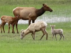 MS Shot of interaction between elk cow and calf, and bighorn sheep ewe and lamb / Estes Park, Colorado, United States Stock Footage