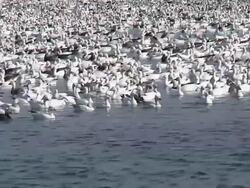 Duck Migration 001 1080p24 Stock Footage