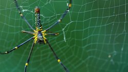 Spider spin webs on prey. Stock Footage