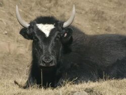 MS Yak resting on grass then getting up and chasing other yaks / High Himalayas, Upper Dolpo near Tibetan border, Nepal    Stock Footage