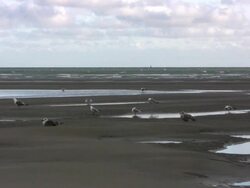 Morning at the beach, North sea, seagulls, windy (HD) Stock Footage