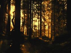 SLO MO Falling Tree Stock Footage