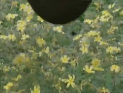 CU Elephants, Loxodonta africana trunk grabbing yellow flowers, Botswana, Africa Stock Footage