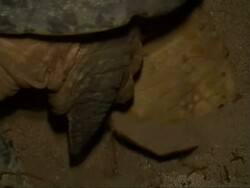 CU Green Turtle, rear view, digging nest,  Sangalaki, Indonesia Stock Footage