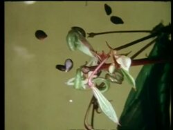 High speed - CU Seed pod bursting Stock Footage