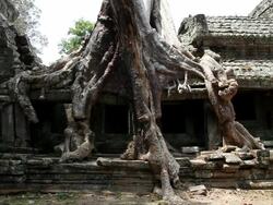 WS View of enormous tree and roots growing  over ruins / Siem Reap, Siem Reap, Cambodia Stock Footage
