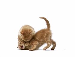 MS SLO MO Red tabby domestic cat kittens Playing / Vieux, Normandy, France    Stock Footage