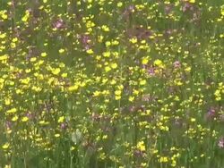 HD: Spring flowers Stock Footage