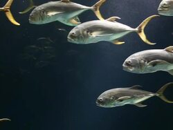 CU School of fish in aquarium / Atlanta, Georgia, United States Stock Footage