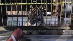 CLEAN : Rare Bengal tiger cubs born in Nicaragua to outlawed circus News Clip