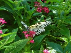 Butterfly on pink flower Stock Footage