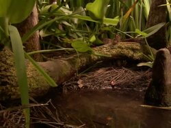 Medium Shot Pan Right - Snake sitting on moss covered log /  Stock Footage